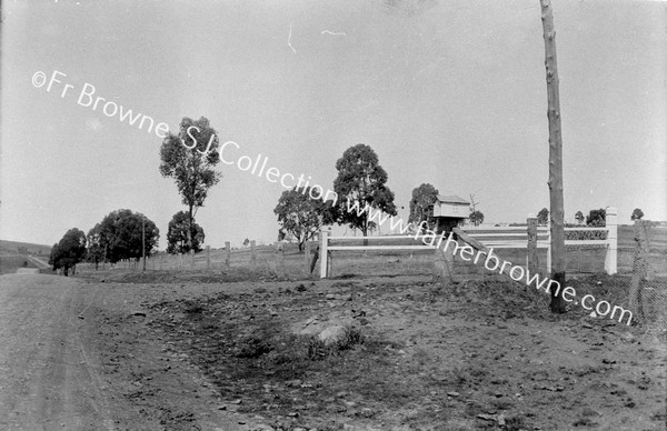 LETTER BOX EUCALYPTUS TREES